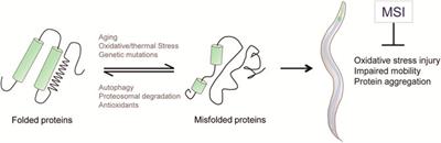 1-Mesityl-3-(3-Sulfonatopropyl) Imidazolium Protects Against Oxidative Stress and Delays Proteotoxicity in C. elegans